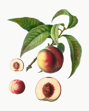Peach fruit tree | Free stock vector - 569034