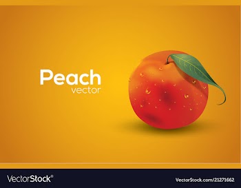 Peach in format vector image