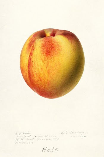 Peach (Prunus Persica) (1920) by Royal Charles Steadman. Original from.. | Free public domain illustration - 2258271