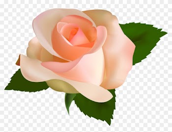 Peach Rose Png
