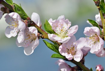 Peach Tree Blossoms.JPG