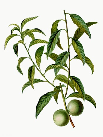Peach tree branch | Free stock vector - 569152