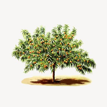 Peach tree clipart, botanical illustration. | Free Photo - rawpixel
