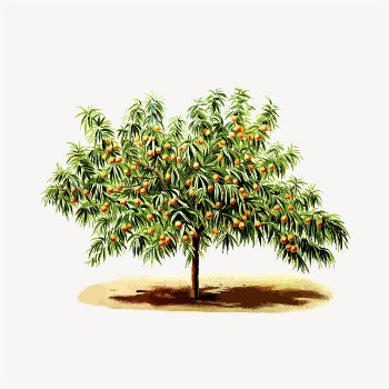 Peach tree clipart, botanical illustration | Free Vector - rawpixel