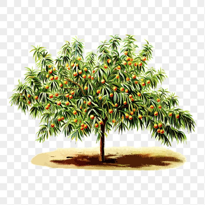Peach tree png sticker, botanical | Free PNG - rawpixel
