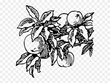 Peach Trees Black And White
