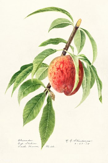 Peach twig (Prunus Persica) (1918) by Royal Charles Steadman. Original.. | Free public domain illustration - 2278363