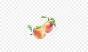 Peach Watercolor painting Auglis - Watercolor painted peach fruit 