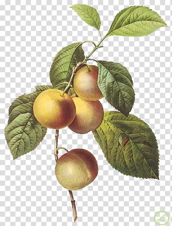 Peaches fruits illustration transparent background PNG clipart