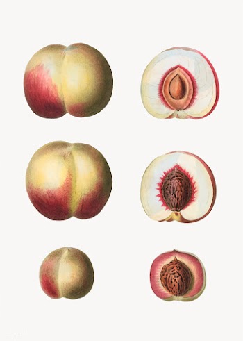 Peaches in a row | Free stock vector - 568968