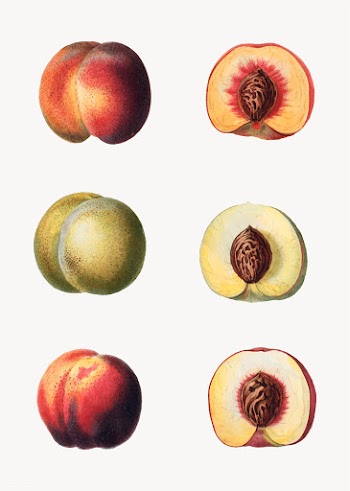 Peaches in a row | Free stock vector - 569002