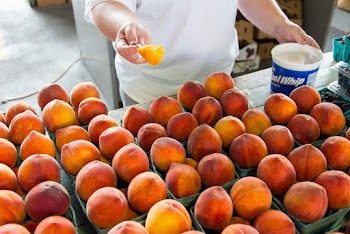 Peaches on Green Trays