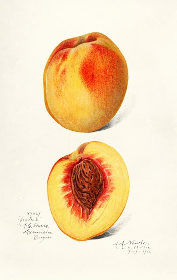 Peaches (Prunus Persica) (1900) by Deborah Griscom Passmore. Original .. | Free public domain illustration - 2280060