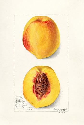 Peaches (Prunus Persica) (1911) by Amanda Almira Newton. Original from.. | Free public domain illustration - 2288015