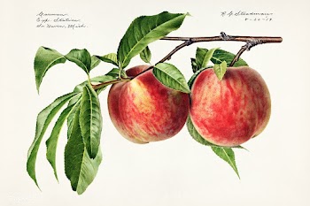 Peaches (Prunus Persica) (1919) by Royal Charles Steadman. Original fr.. | Free public domain illustration - 2259740
