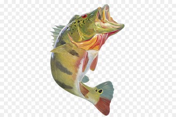 Peacock bass Largemouth bass Bass fishing Decal - fish jumping 