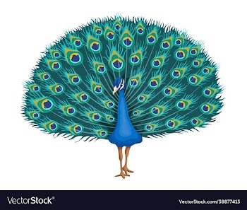 peacock beauty tropical bird on a white