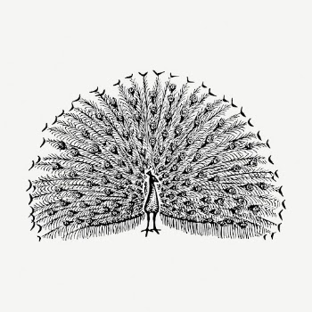 Peacock bird collage element, vintage | Free PSD - rawpixel