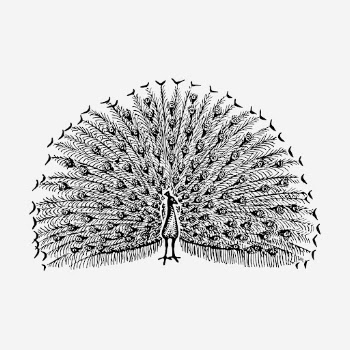 Peacock bird hand drawn illustration. | Free Photo - rawpixel
