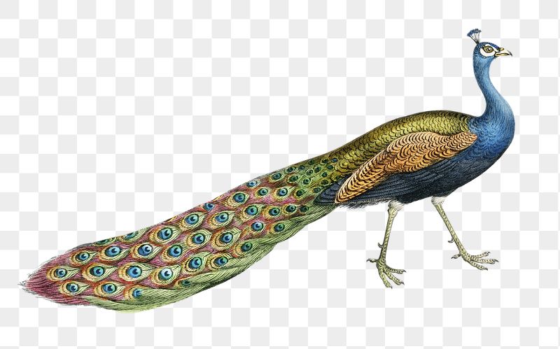 Peacock bird png animal sticker, | Free PNG - rawpixel