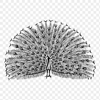 Peacock bird png sticker vintage | Free PNG - rawpixel