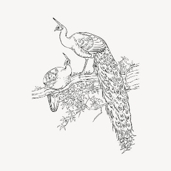 Peacock clipart, vintage hand drawn | Free Vector - rawpixel