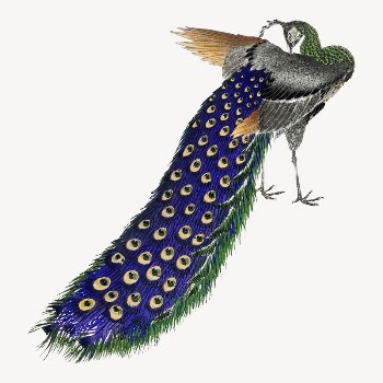 Peacock collage element, bird vintage | Free PSD Illustration - rawpixel
