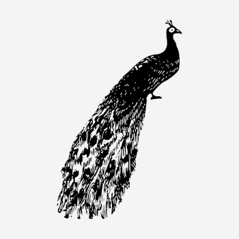 Peacock drawing, vintage wildlife illustration. | Free Photo - rawpixel