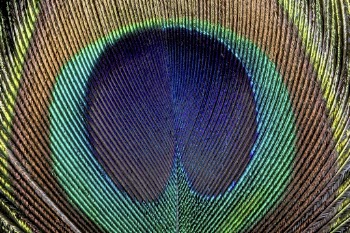 Peacock feather pattern, animal close | Free Photo - rawpixel