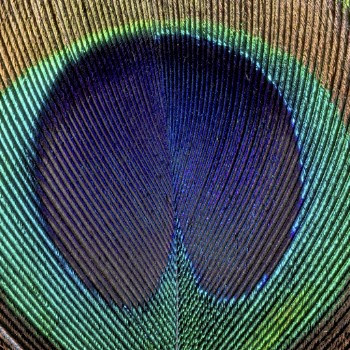 Peacock feather pattern, animal close | Free Photo - rawpixel
