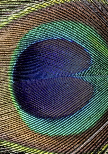 Peacock feather pattern, animal close | Free Photo - rawpixel
