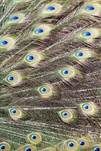 Peacock feather pattern, bird wings | Free Photo - rawpixel
