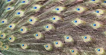 Peacock feather pattern, bird wings | Free Photo - rawpixel
