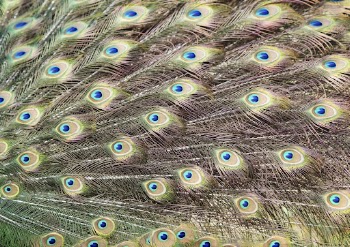 Peacock feather pattern, bird wings | Free Photo - rawpixel