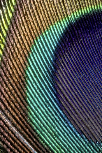 Peacock feather pattern, close up animal | Free Photo - rawpixel