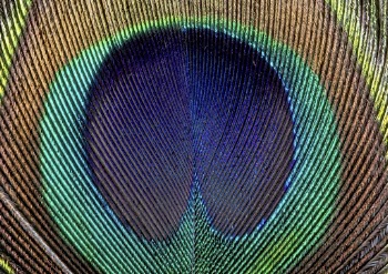 Peacock feather pattern, close up animal | Free Photo - rawpixel