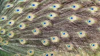 Peacock feather pattern desktop wallpaper, | Free Photo - rawpixel