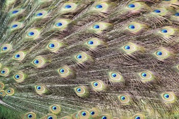 Peacock feather pattern texture, animal | Free Photo - rawpixel