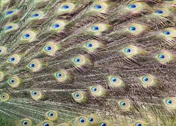 Peacock feather pattern texture, animal | Free Photo - rawpixel