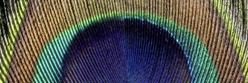 Peacock feather pattern, twitter header | Free Photo - rawpixel