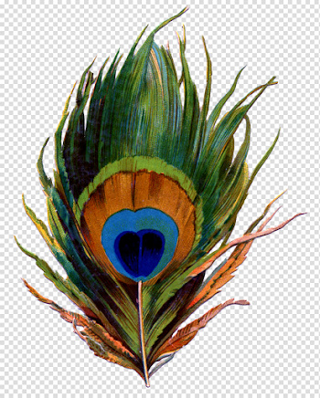 Peacock Feather PNG Clipart | PNG All