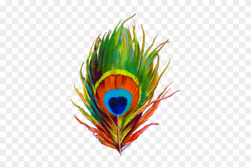 Peacock Feather Png Designs Png Images - Peacock Feathers Png Transparent