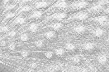 Peacock feather png overlay texture, | Free PNG - rawpixel