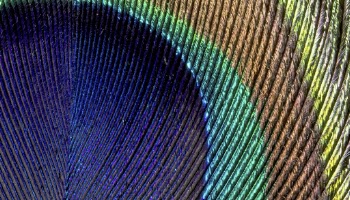 Peacock feather  texture computer | Free Photo - rawpixel