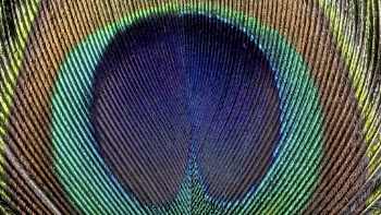 Peacock feather texture desktop wallpaper, | Free Photo - rawpixel