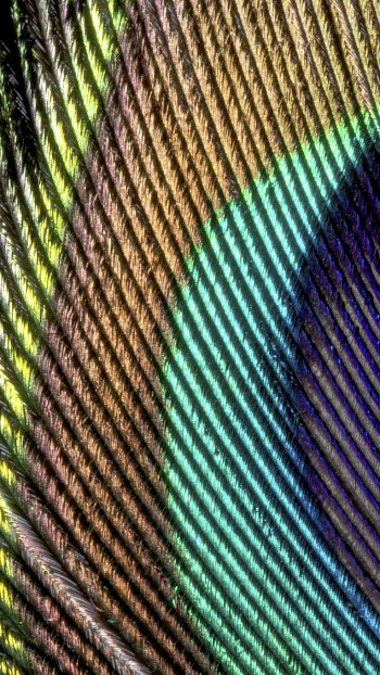 Peacock feather texture mobile wallpaper, | Free Photo - rawpixel