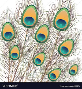 Peacock Feathers vector image