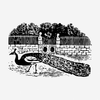 Peacock hand drawn illustration. Free | Free Photo - rawpixel