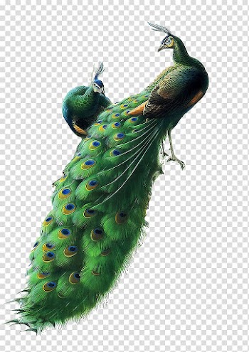 Peacock illustration, Starry Night Over the Rhxf4ne Bird Peafowl Painting Work of art, peacock transparent background PNG clipart