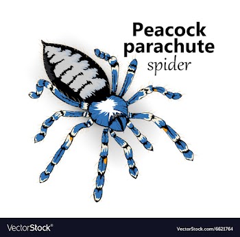 Peacock parachut spider vector image